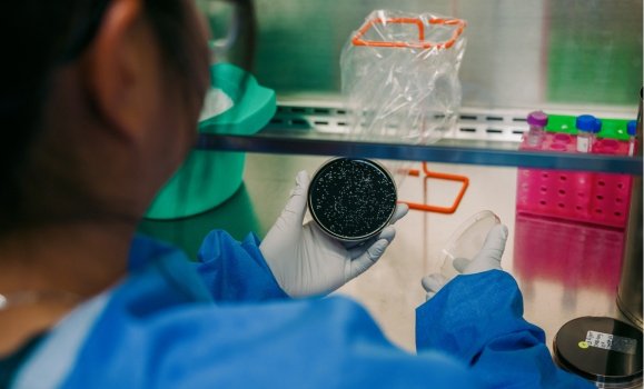 A staff member with the Canadian Center for Vaccinology looks at microorganism growth in a petri dish under a fume hood - Photo: Ryan Wilson photo/IWK